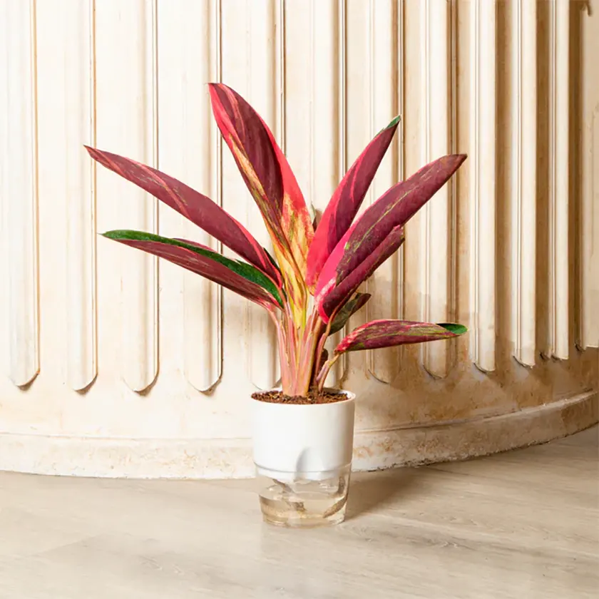 calathea-img