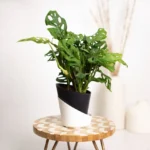 Philodendron Broken Heart Plant