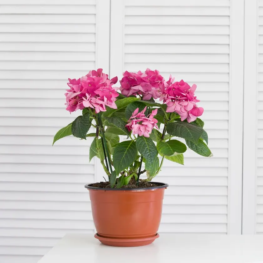 Bougainvillea-Plants