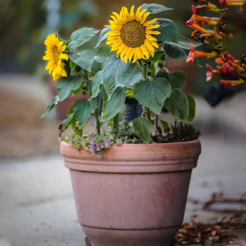 Gerbera-Plants