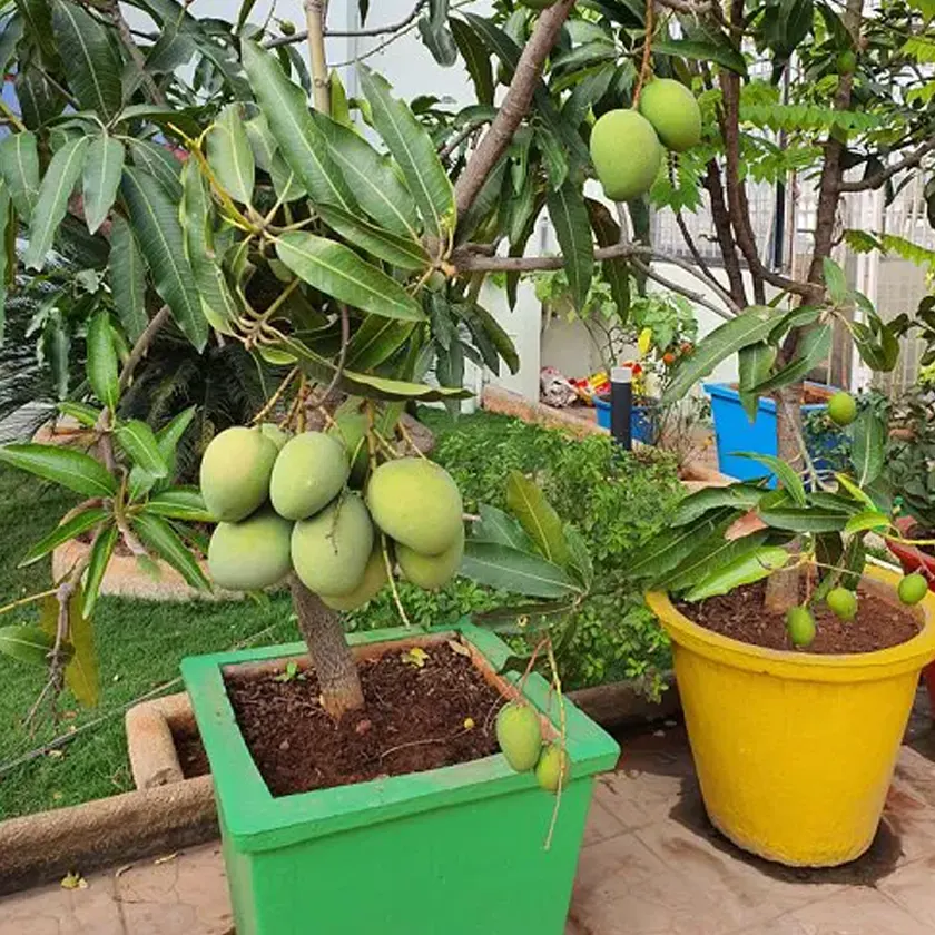 Mango-tree