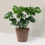 Monstera deliciosa