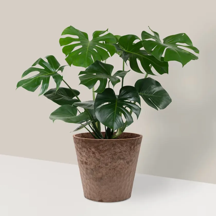 Monstera