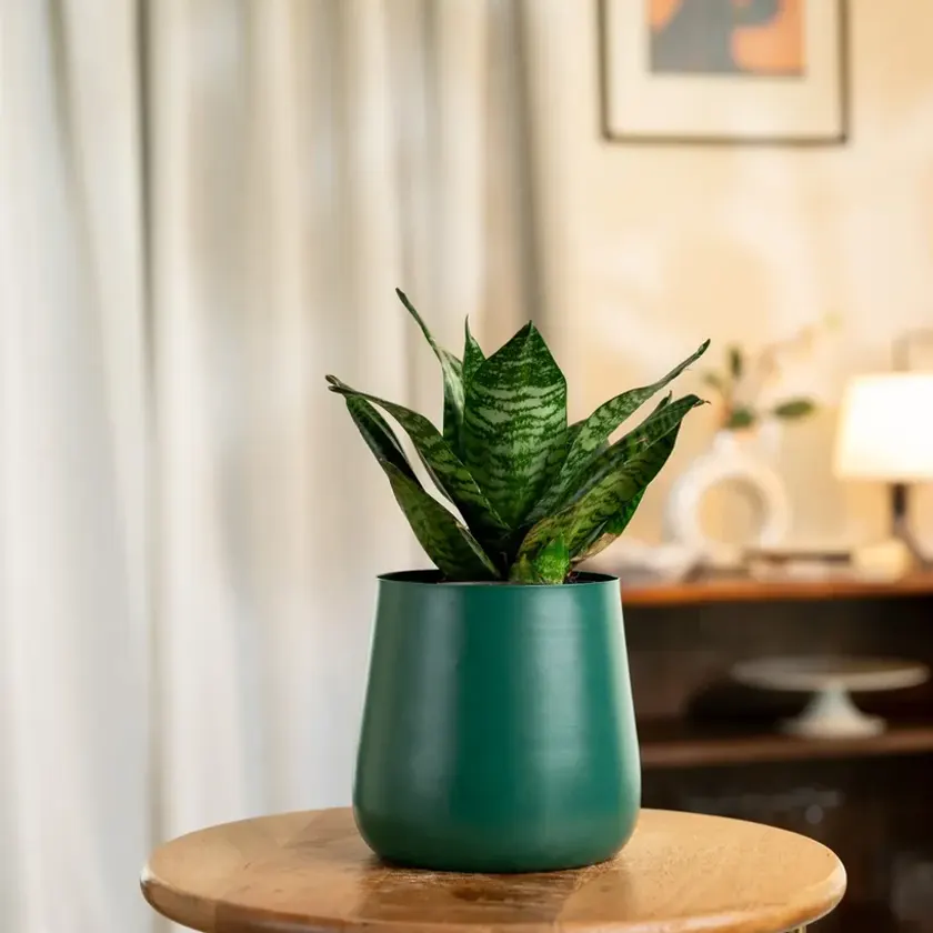 Sansevieria