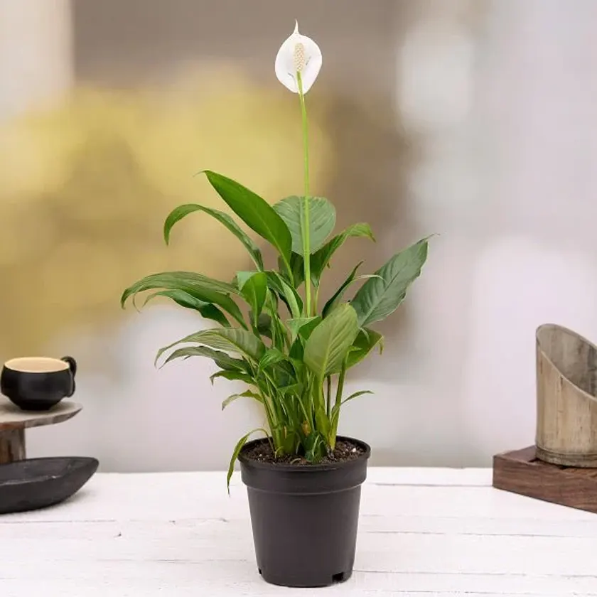 Spathiphyllum