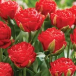 Tulip Pamplona
