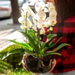 Angel Orchid, Crested Coelogyne - Plant