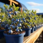 Blueberry