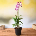Dendrobium Orchid - Plant