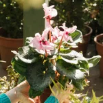 Gladiolus bulb