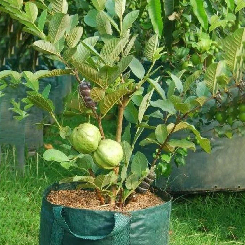 guava