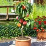Peach(Aadu)