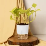 Golden Money Plant