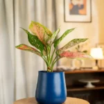 Aglaonema Pink Valentine Plant with Aura Planter