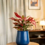 Aglaonema Lipstick Plant with Aura Planter