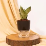 Green Snake Plant