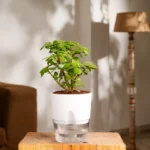 Lucky Jade Plant