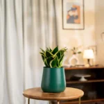 Golden Hahnii Snake Plant with Aura Planter