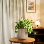 Money N'Joy Plant with Aura Planter