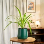 Spider Plant with Aura Planter