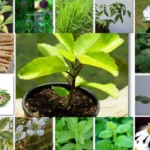 Medicinal trees