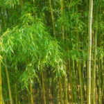 Bamboo Trees