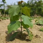 Teak Plant