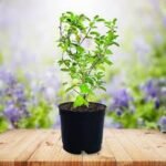 Tulsi